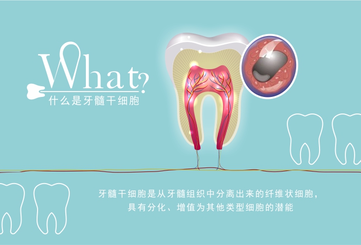 牙髓干細胞存儲